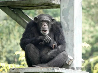 “嘀嘀嘀”这里漏电 动物园用上了AI智能预警